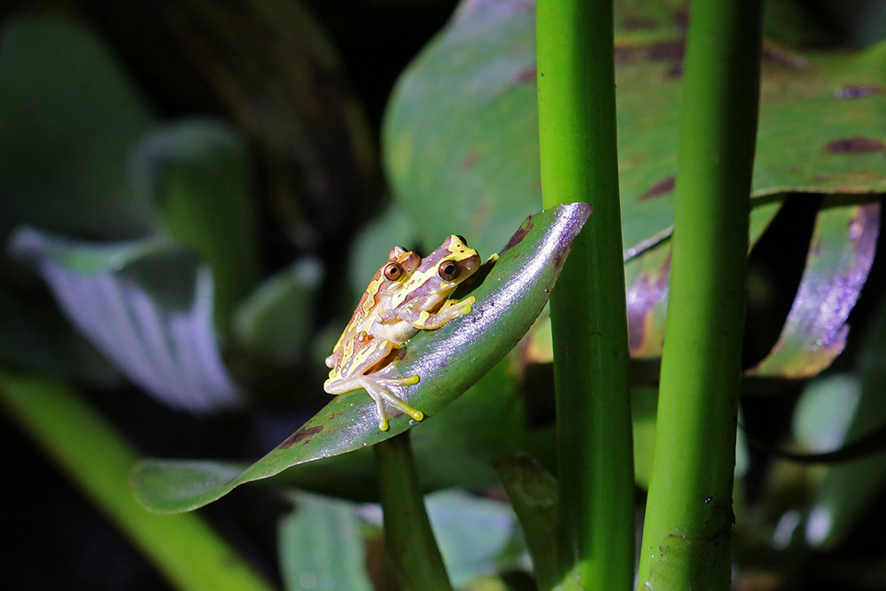 Masked Tree Frog